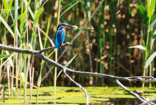 A Common Kingfisher  alcedo atthis  in the Reed - Heilbronn  Germany