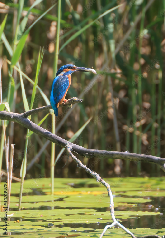 Obraz premium A Common Kingfisher (alcedo atthis) in the Reed - Heilbronn, Germany