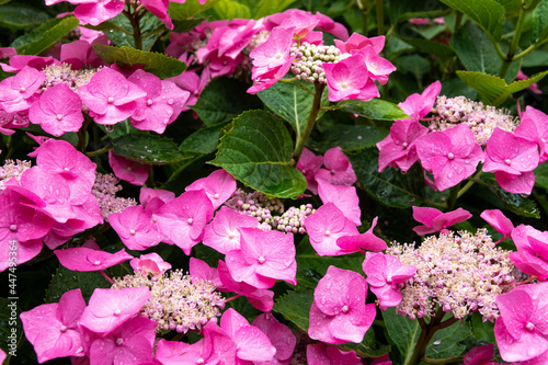 beautiful pink flowers of hydrangea macrophylla also known as lacecap hydrangea and christmas flower photo