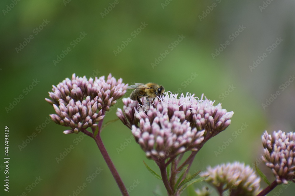 wilde Biene in einer flachen lila Blüte