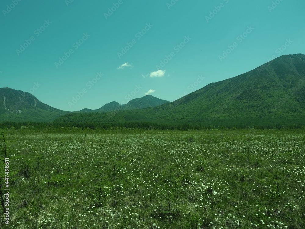 Fototapeta premium Walk through Senjogahara in early summer