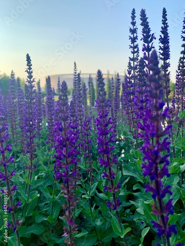 flowers in the garden