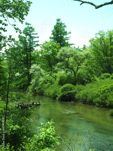 Walk through Senjogahara in early summer