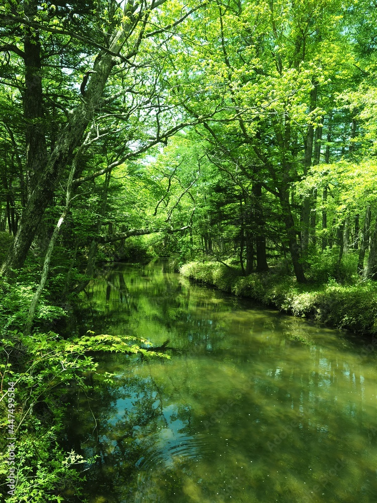 Walk through Senjogahara in early summer