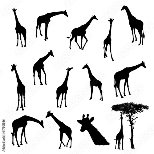 set of Giraffe Silhouette vector Illustration Eps 10