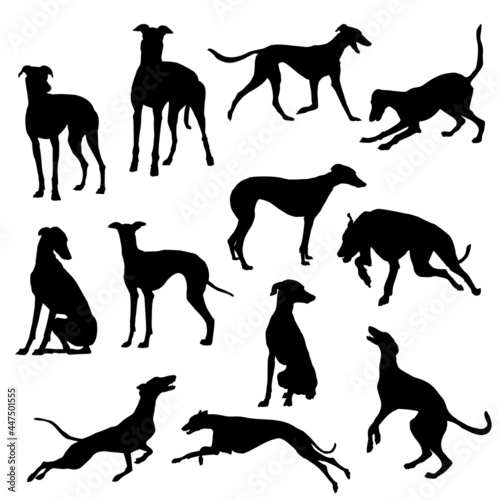 Set of Greyhound Dog Silhouette vector Illustration Eps 10