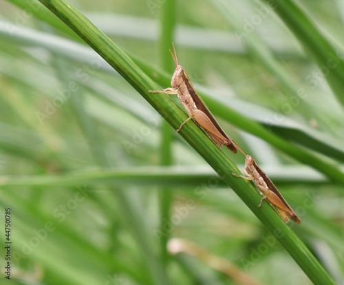 Grasshopper on a clump of green grass blur nature background