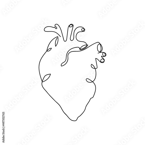 Human heart one line art. Continuous line drawing of human, internal, organs, heart, blood, aorta, blood vessels ventricle.
