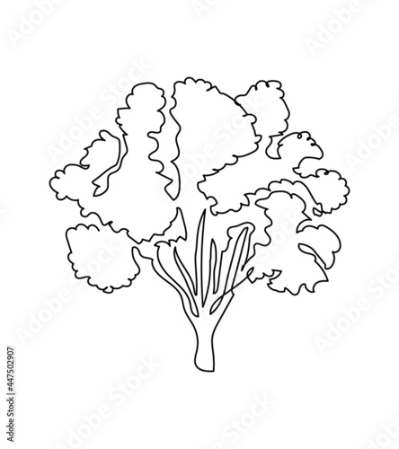 Poplar, maple, ash tree one line art. Continuous line drawing of plants, herb, tree, wood, nature, flora, deciduous tree, crown, linden.
