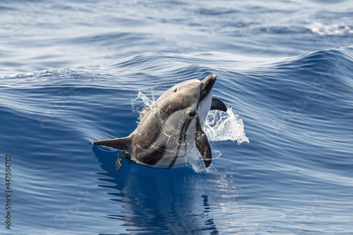 striped Dolphin while jumping in the deep blue sea