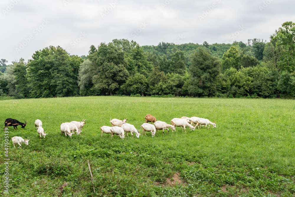 flock of goats in Olona valley green countryside, Gornate Olona, Italy