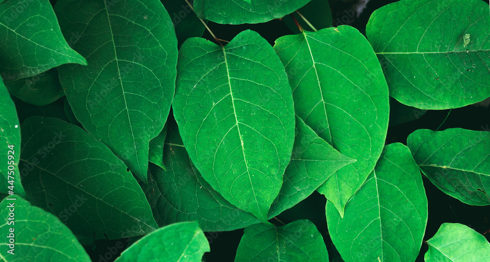 big green leaves nature Stock Photo | Adobe Stock