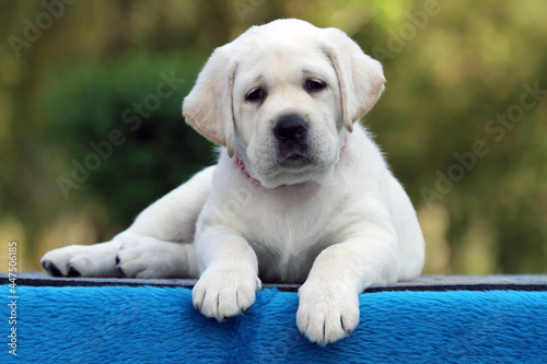 the sweet yellow labrador dog on the blue