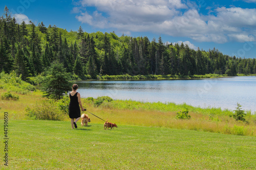 Canvas Print unidentified woman walking two dogs along a lake in New Brunswick, Canada