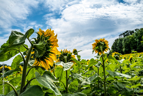 culture du tournesol photo