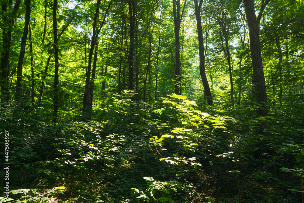 Sunlight in the green forest, spring time Sunlight in the green forest, spring time