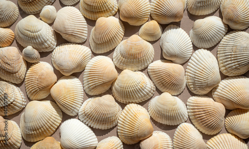 Seashells view above. Beautiful marine background. Sea wallpaper.
