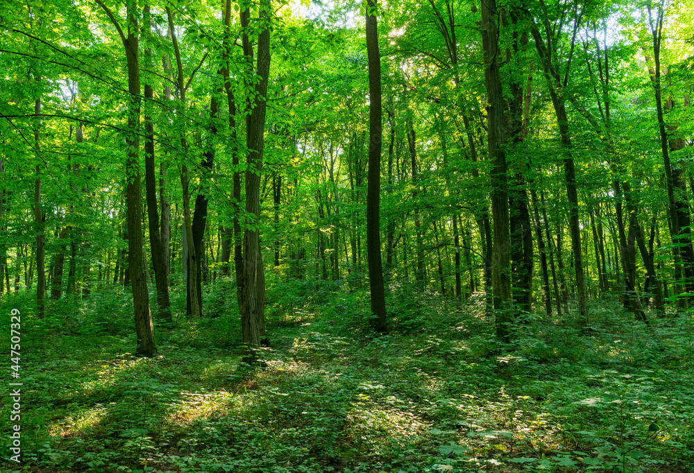 Sunlight in the green forest, spring time Sunlight in the green forest, spring time