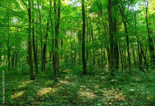 Sunlight in the green forest, spring time