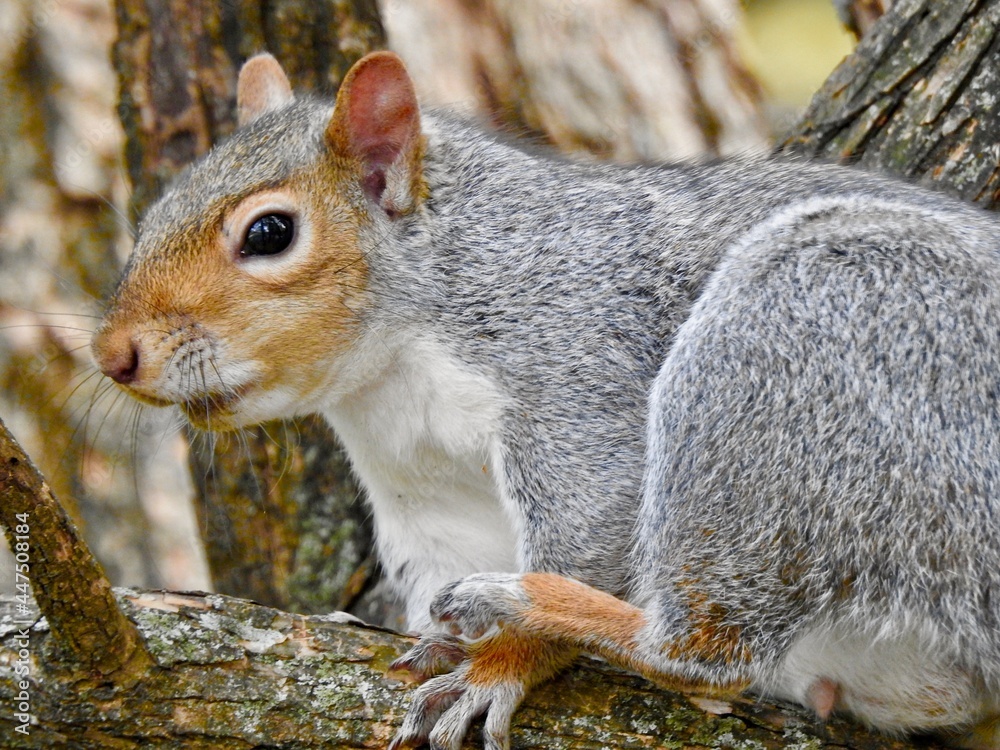 Obraz premium Squirrels