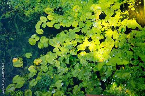 The river is covered with duckweed  water lilies and green algae  filmed on a bright sunny day.