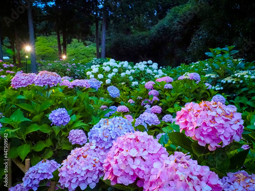 【京都府】三室戸寺の紫陽花ライトアップ
