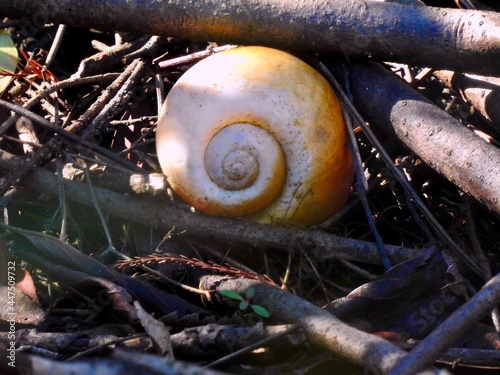 Seashells on Sanibel