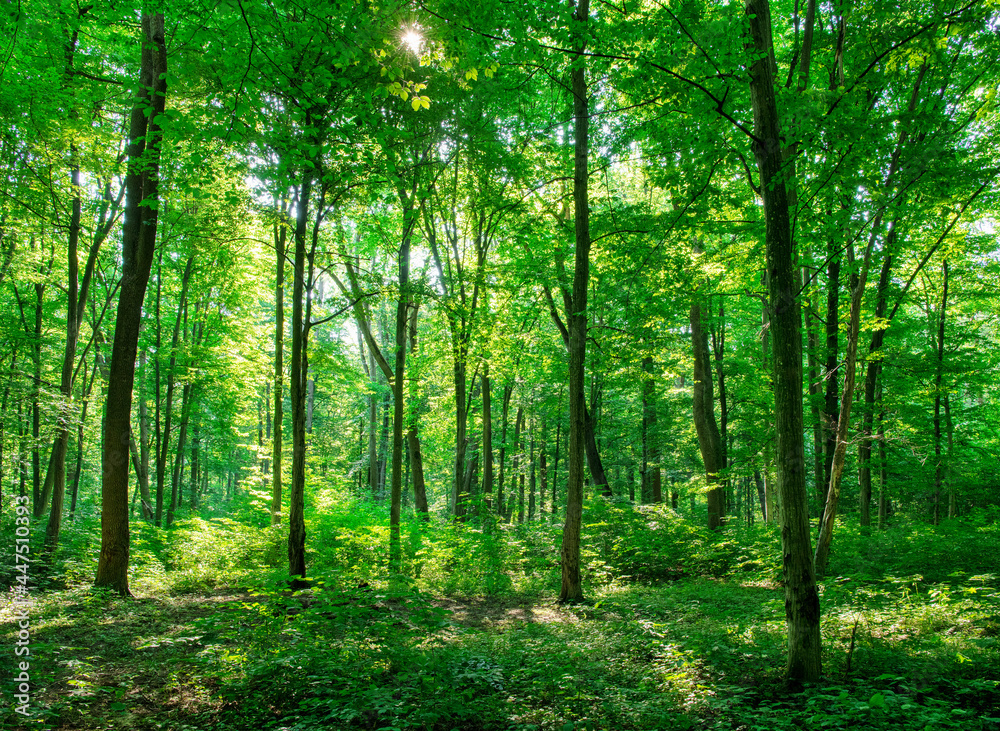 Fototapeta premium Sunlight in the green forest, spring time