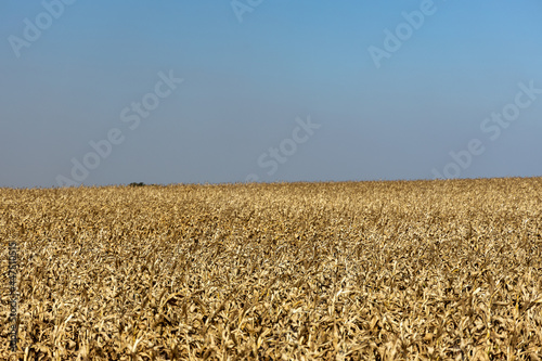Campo de milho em ponto de colheita
