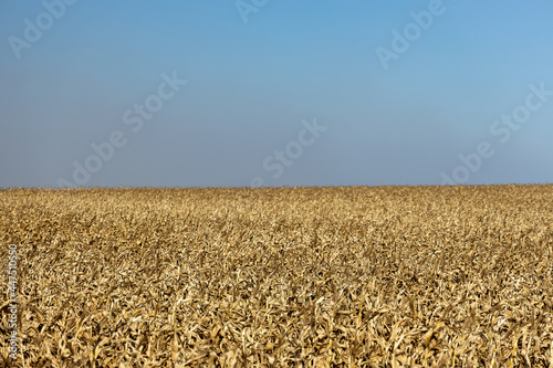 Campo de milho em ponto de colheita