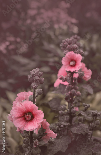 Mallow flowers on a pastel background. For your mobile phone wallpaper or screensaver.