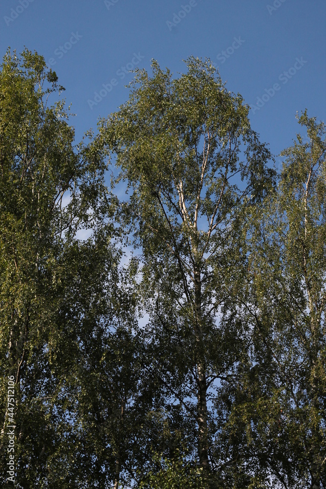 Obraz premium trees in the forest