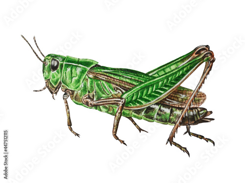Watercolor illustration of green grasshopper on white background. Closeup. Hand drawn. Template.
