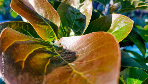 Avocado tree leaves have beautiful lines
