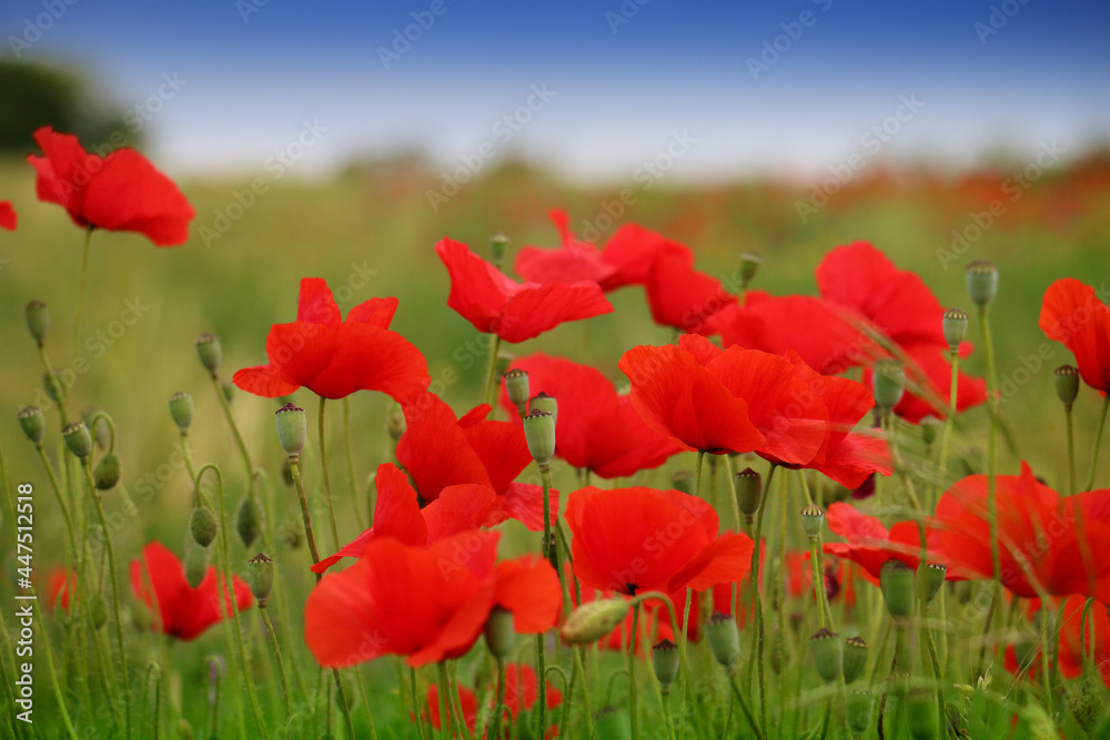 Obraz premium Beautiful field of red poppies