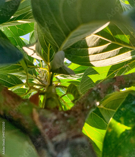 Avocado tree leaves have beautiful lines