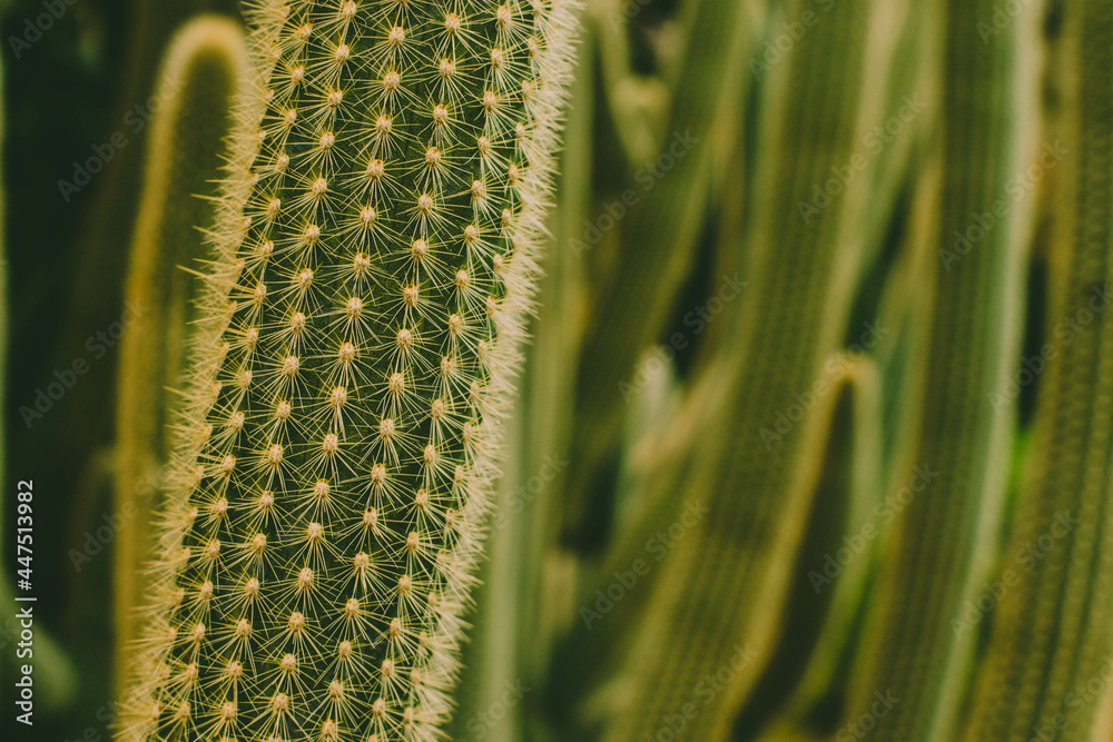 Naklejka premium Kaktus Close-up
