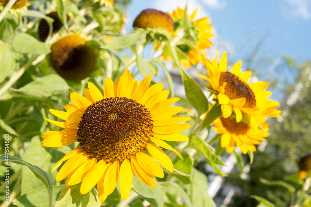 Naklejka premium ひまわり 青空と夏の雲