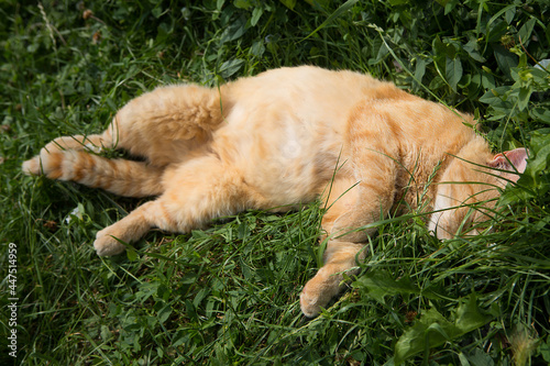 Fat ginger cat sleeps on a hot day in the grass in a meadow. © fotodiya83