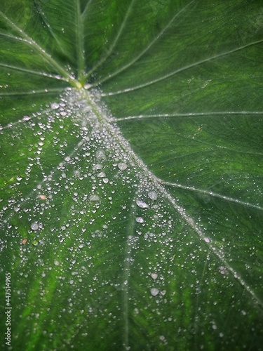 water droplets on elephant ear plant leaf during rainy season