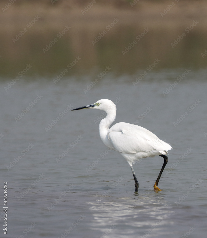 little egret walking and searching for food in the lake little egret walking and searching for food in the lake