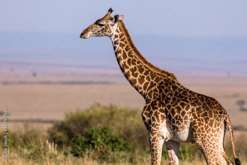 giraffe in the savannah