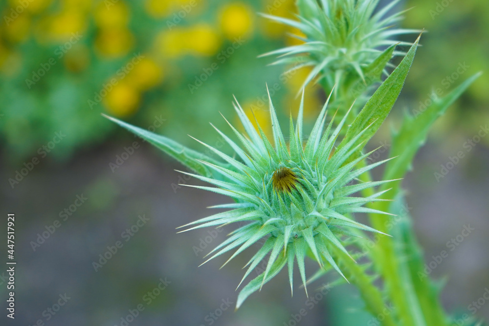 The bud of a cotton thistle flower on a meadow The bud of a cotton thistle flower on a meadow