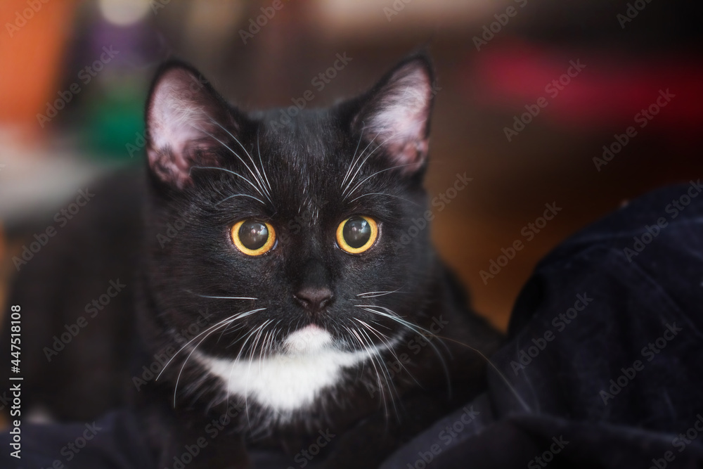 Young cat black with white mustache and eyebrows