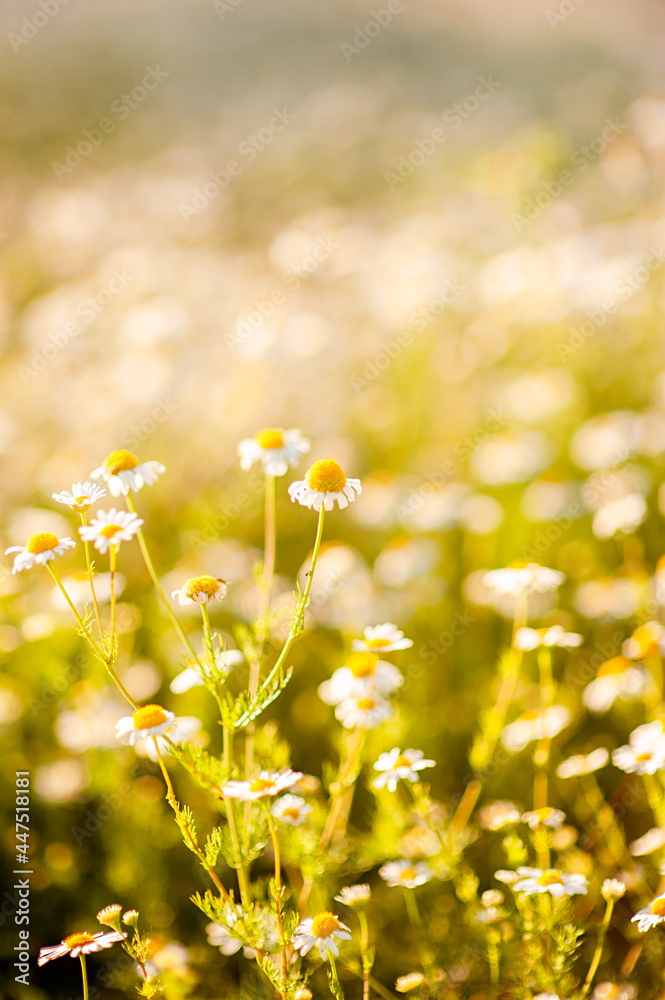 Chamomile field in bloom and sunlight
