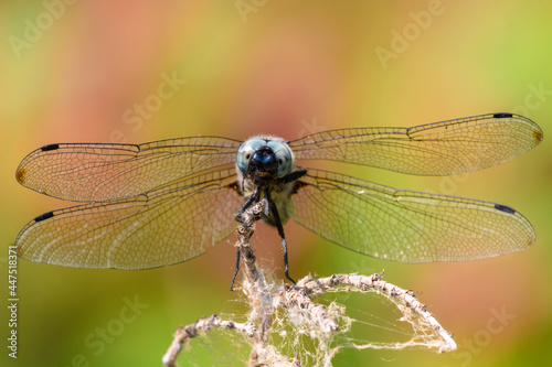 Black-tailed skimmer dragonfly © denisveselyxx