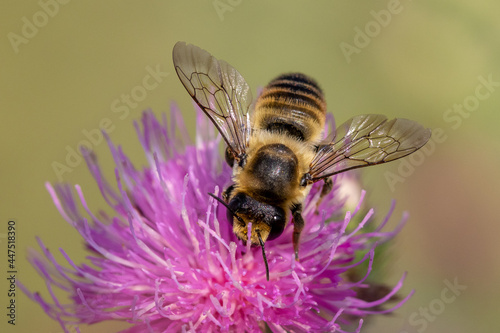 Red mason bee (Osmia rufa) photo
