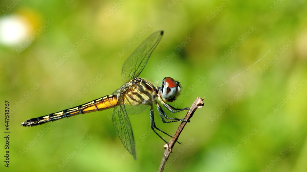 Dragonfly perched on a twig in a county park in Fort Lauderdale, Florida, USA Dragonfly perched on a twig in a county park in Fort Lauderdale, Florida, USA