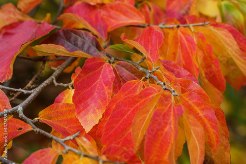 Stunning Deep red and orange Persian Ironwood (Parrotia persica) autumnal leaves.