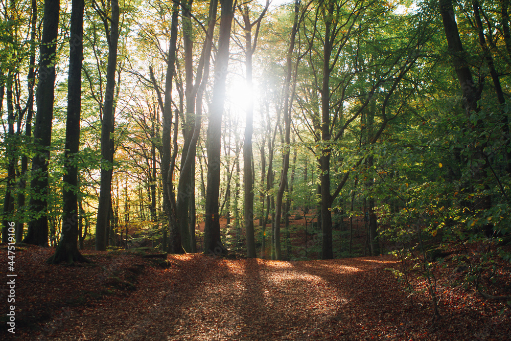 Fototapeta premium sun rays in the forest söderåsens nationalpark